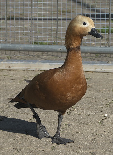 骑士